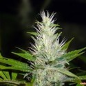 Malakoff (Medical Seeds) Feminiserade