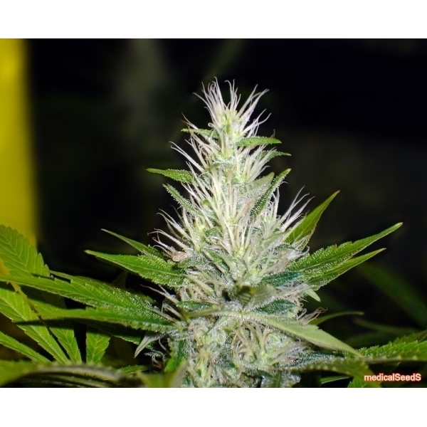 Malakoff (Medical Seeds) Feminiserade