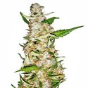 Skunk 1 Autoflower (Sensi Seeds) Feminiserade