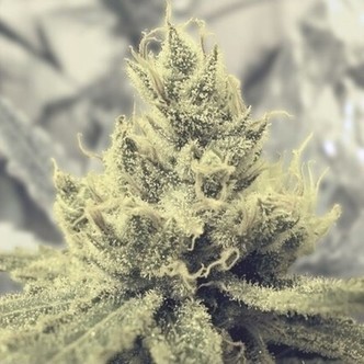 Y Griega (Medical Seeds) feminiserade cannabisfr&ouml;n