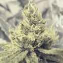 Y Griega (Medical Seeds) Feminiserade