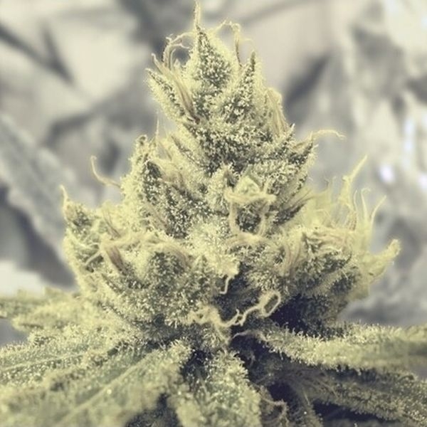Y Griega (Medical Seeds) Feminiserade