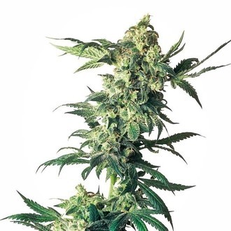 Northern Lights (Sensi Seeds) Feminiserade