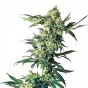 Northern Lights (Sensi Seeds) Feminiserade