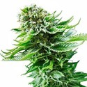 Northern Lights Autoflower (Sensi Seeds) Feminiserade