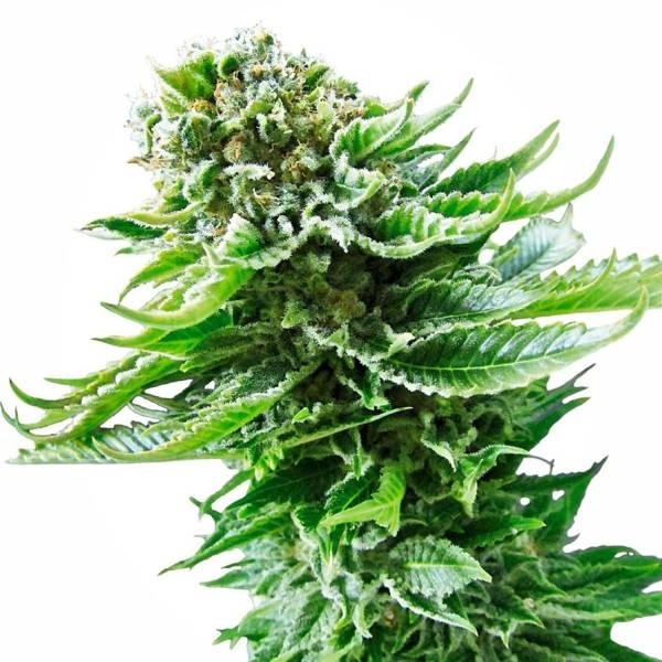 Northern Lights Autoflower (Sensi Seeds) Feminiserade