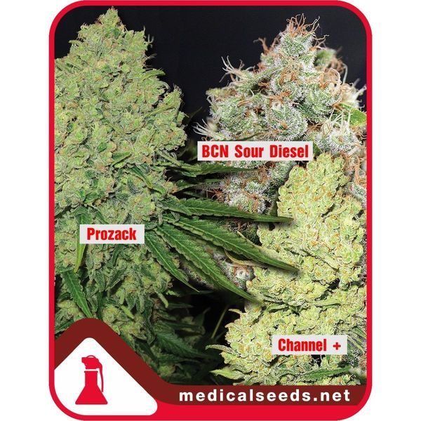 Kollektion 1 (Medical Seeds) Feminiserade