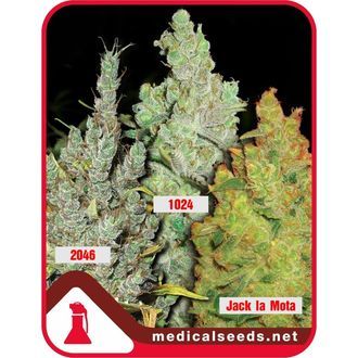 Kollektion 2 (Medical Seeds) Feminiserade