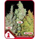 Kollektion 2 (Medical Seeds) Feminiserade