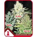 Collection 4 (Medical Seeds) Feminiserade