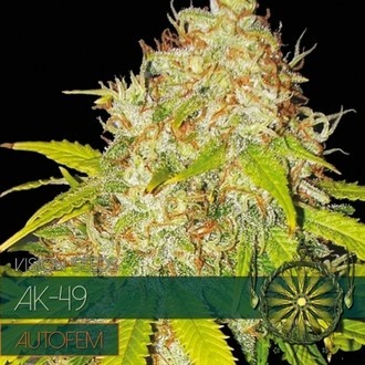 AK-49 Autoflower (Vision Seeds) Feminiserade