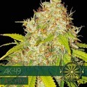 AK-49 Autoflower (Vision Seeds) Feminiserade