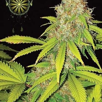 AK-49 Autoflower (Vision Seeds) Feminiserade