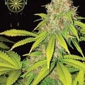 AK-49 Autoflower (Vision Seeds) Feminiserade
