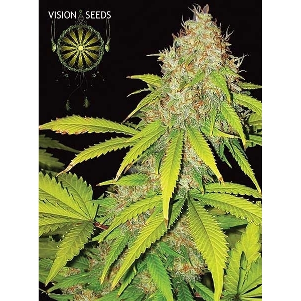 AK-49 Autoflower (Vision Seeds) Feminiserade