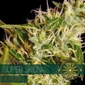 Super Skunk Autoflower (Vision Seeds) Feminiserade