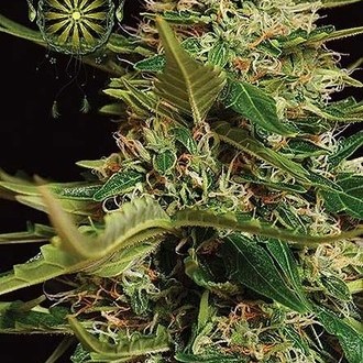 Super Skunk Autoflower (Vision Seeds) Feminiserade