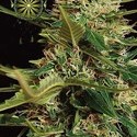 Super Skunk Autoflower (Vision Seeds) Feminiserade