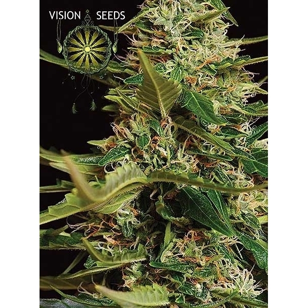 Super Skunk Autoflower (Vision Seeds) Feminiserade