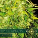 White Widow Autoflower (Vision Seeds) Feminiserade