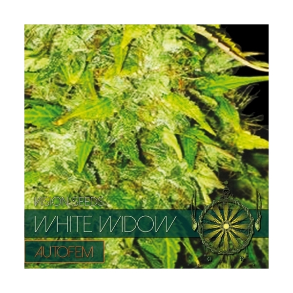 White Widow Autoflower (Vision Seeds) Feminiserade