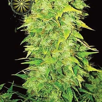 White Widow Autoflower (Vision Seeds) Feminiserade
