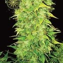 White Widow Autoflower (Vision Seeds) Feminiserade