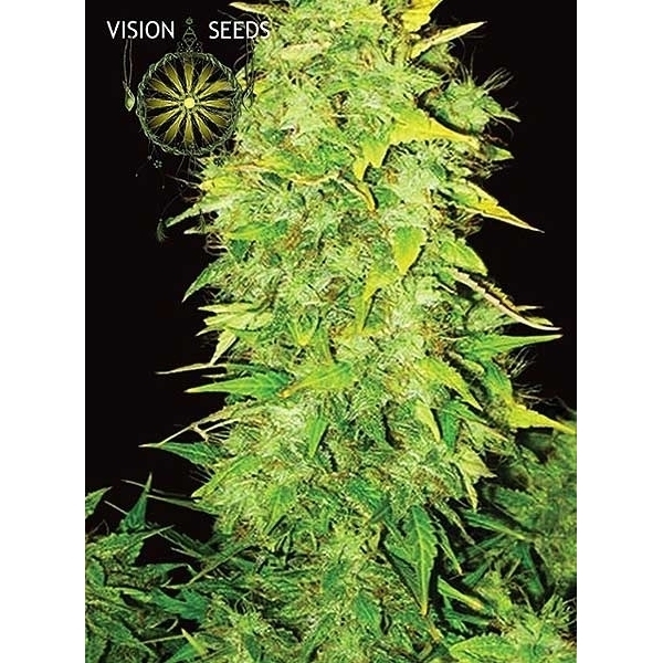 White Widow Autoflower (Vision Seeds) Feminiserade