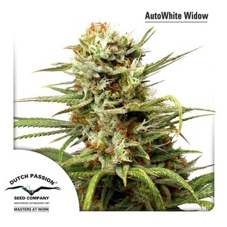 Auto White Widow (Dutch Passion) Feminiserade