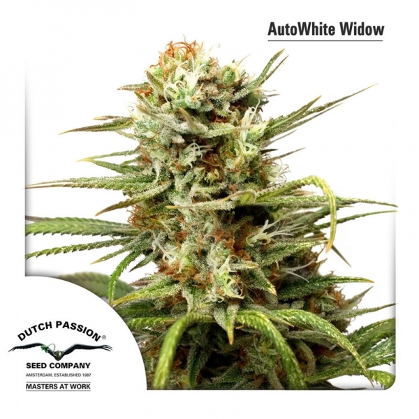 Auto White Widow (Dutch Passion) Feminiserade