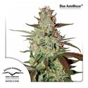 Blue Auto Mazar (Dutch Passion) Feminiserade