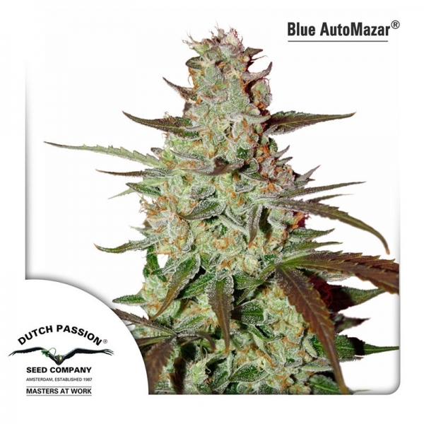Blue Auto Mazar (Dutch Passion) Feminiserade