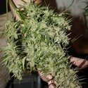 Blue Auto Mazar (Dutch Passion) Feminiserade