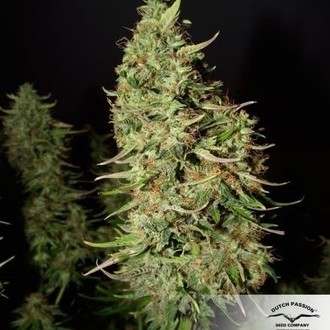 Blue Auto Mazar (Dutch Passion) Feminiserade