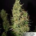 Blue Auto Mazar (Dutch Passion) Feminiserade