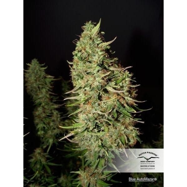 Blue Auto Mazar (Dutch Passion) Feminiserade