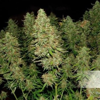 Blue Auto Mazar (Dutch Passion) Feminiserade