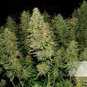 Blue Auto Mazar (Dutch Passion) Feminiserade