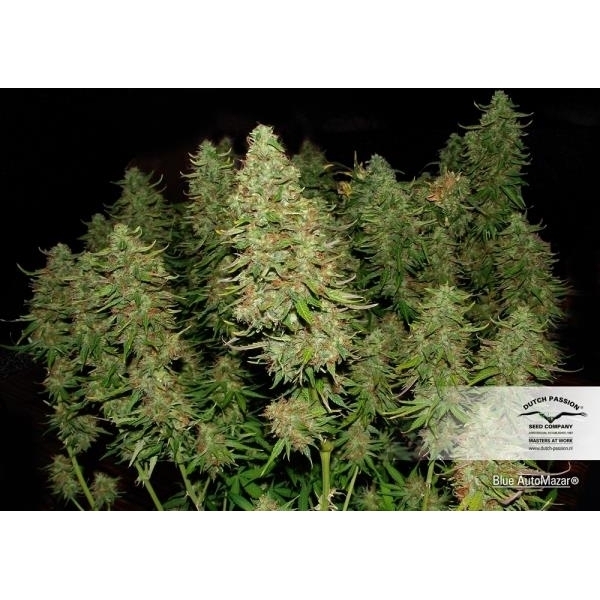 Blue Auto Mazar (Dutch Passion) Feminiserade