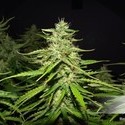 Blue Auto Mazar (Dutch Passion) Feminiserade