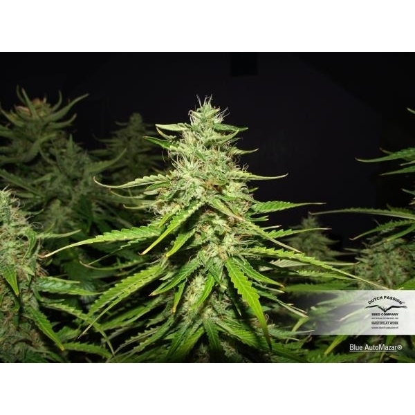 Blue Auto Mazar (Dutch Passion) Feminiserade