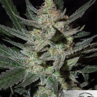 Blue Auto Mazar (Dutch Passion) Feminiserade