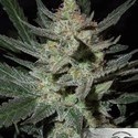 Blue Auto Mazar (Dutch Passion) Feminiserade