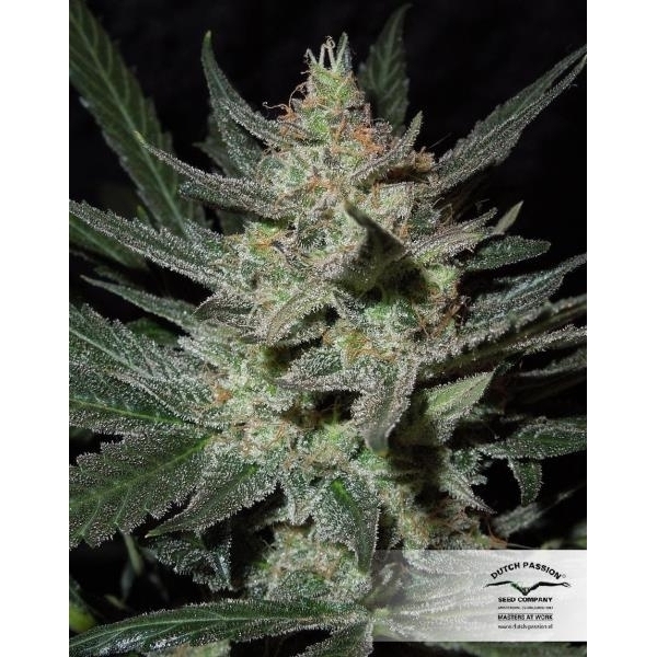 Blue Auto Mazar (Dutch Passion) Feminiserade