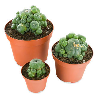 Peyote med valpar (Lophophora williamsii)