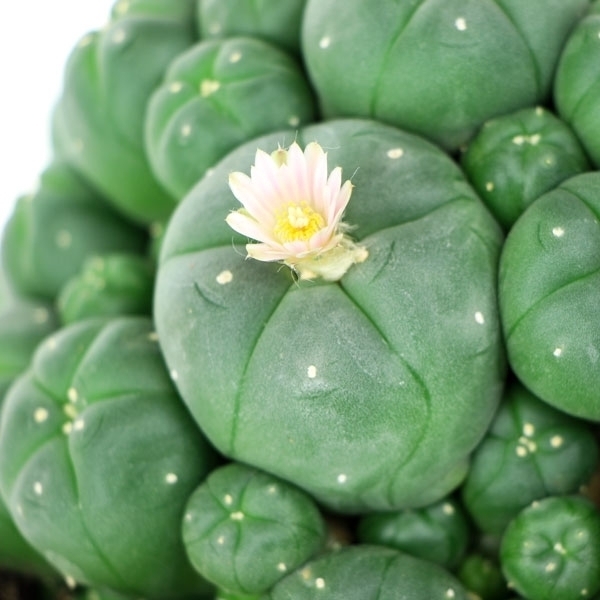 Peyote med avläggare (Lophophora williamsii)