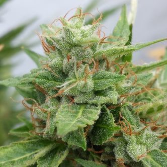 Ogre (Joint Doctor) feminiserade cannabisfr&ouml;n