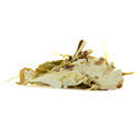 Vit lotus (20 gram)