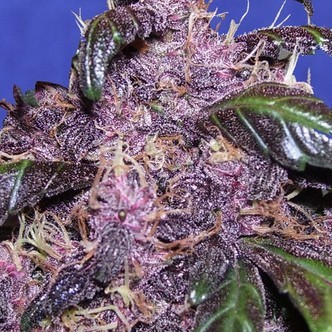 Auto Purple (Original Sensible Seeds) feminiserade