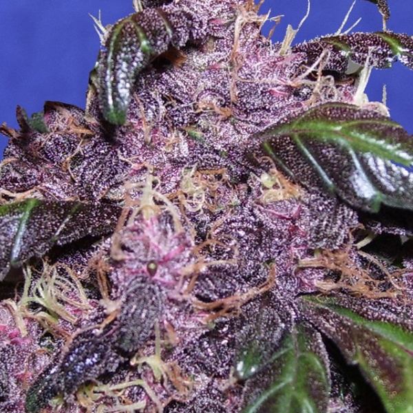 Auto Purple (Original Sensible) Feminiserade